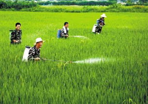 生物农药的发展前景 范文